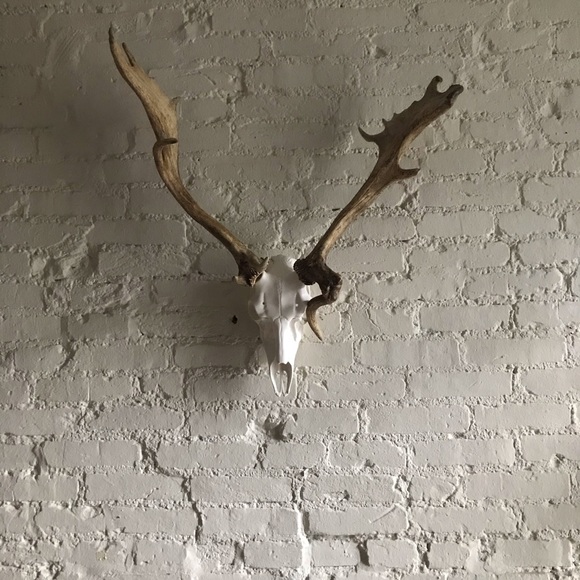 Fallow and Axis Deer Mount - Picture 7 of 12